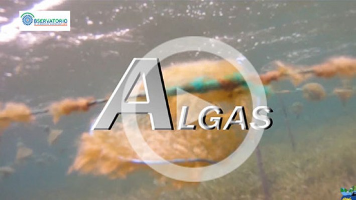 ALGAS SUB